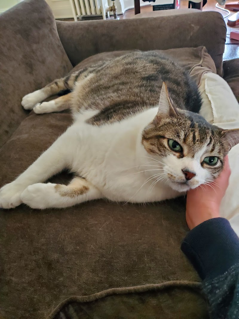 Photo of Kristin's Kitty Care - San Francisco