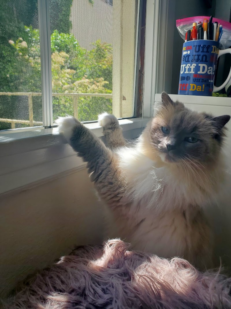 Kristin's Kitty Care - San Francisco photo 3