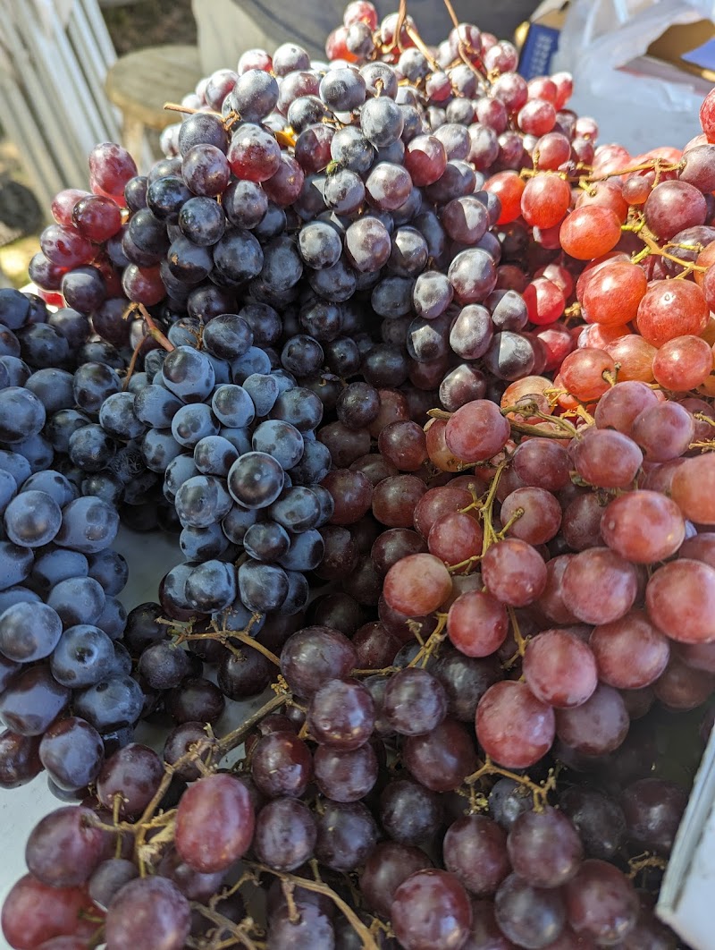 Guerneville Certified Farmers Market photo 2