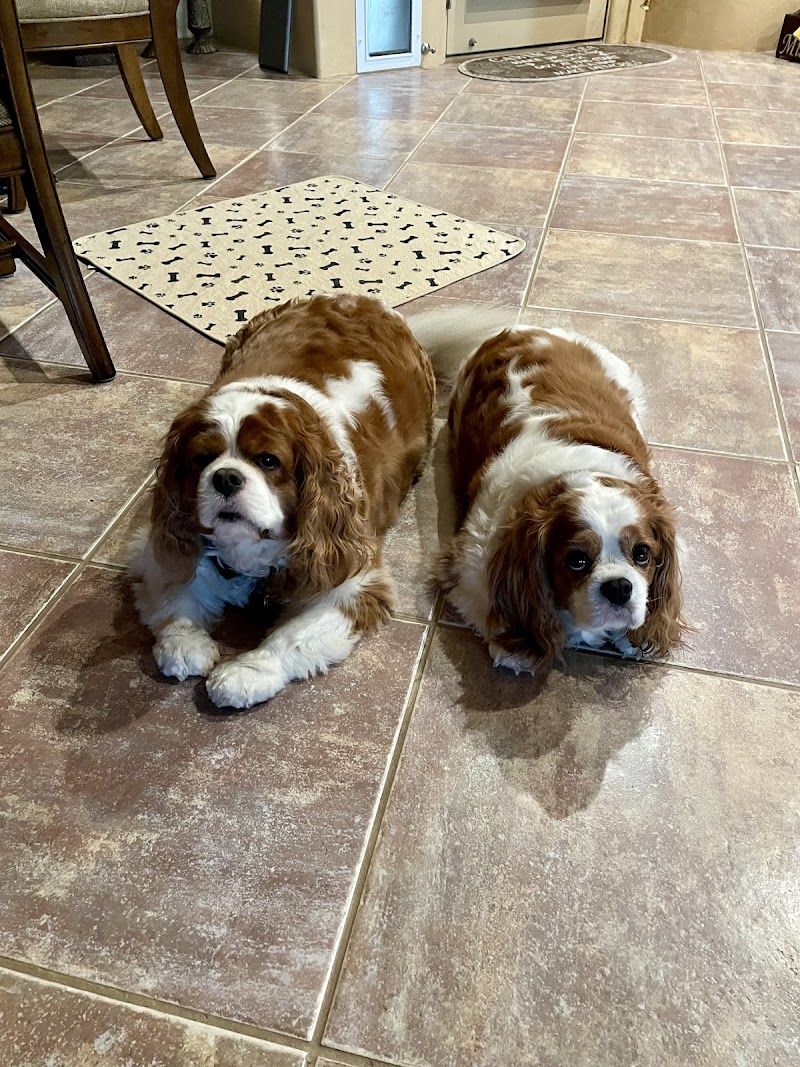 Dogtopia of Oro Valley photo 4