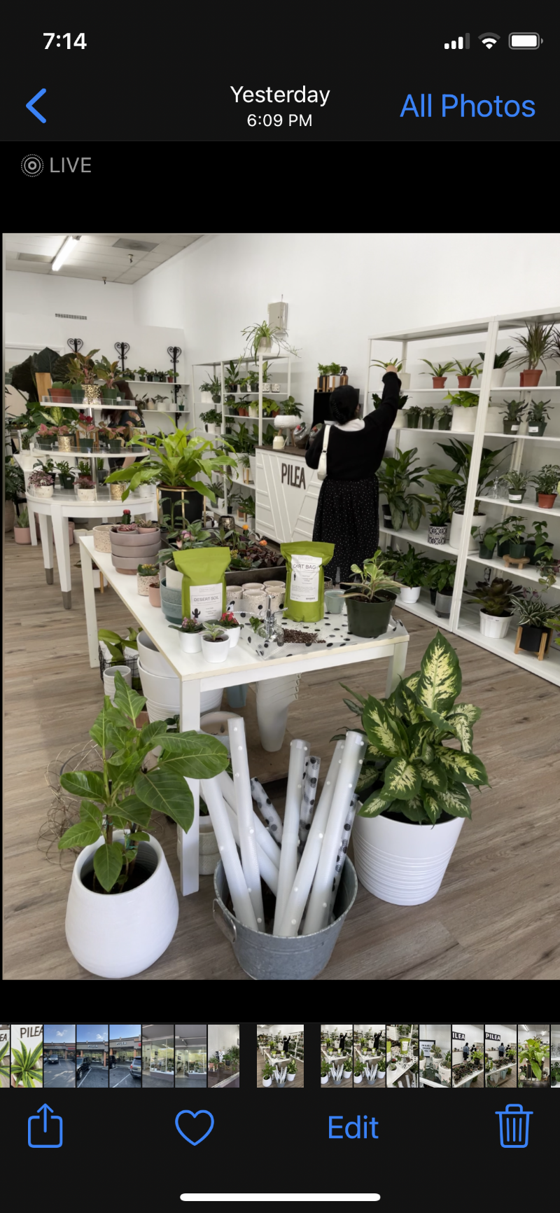 Photo of The Pilea Plant Shop