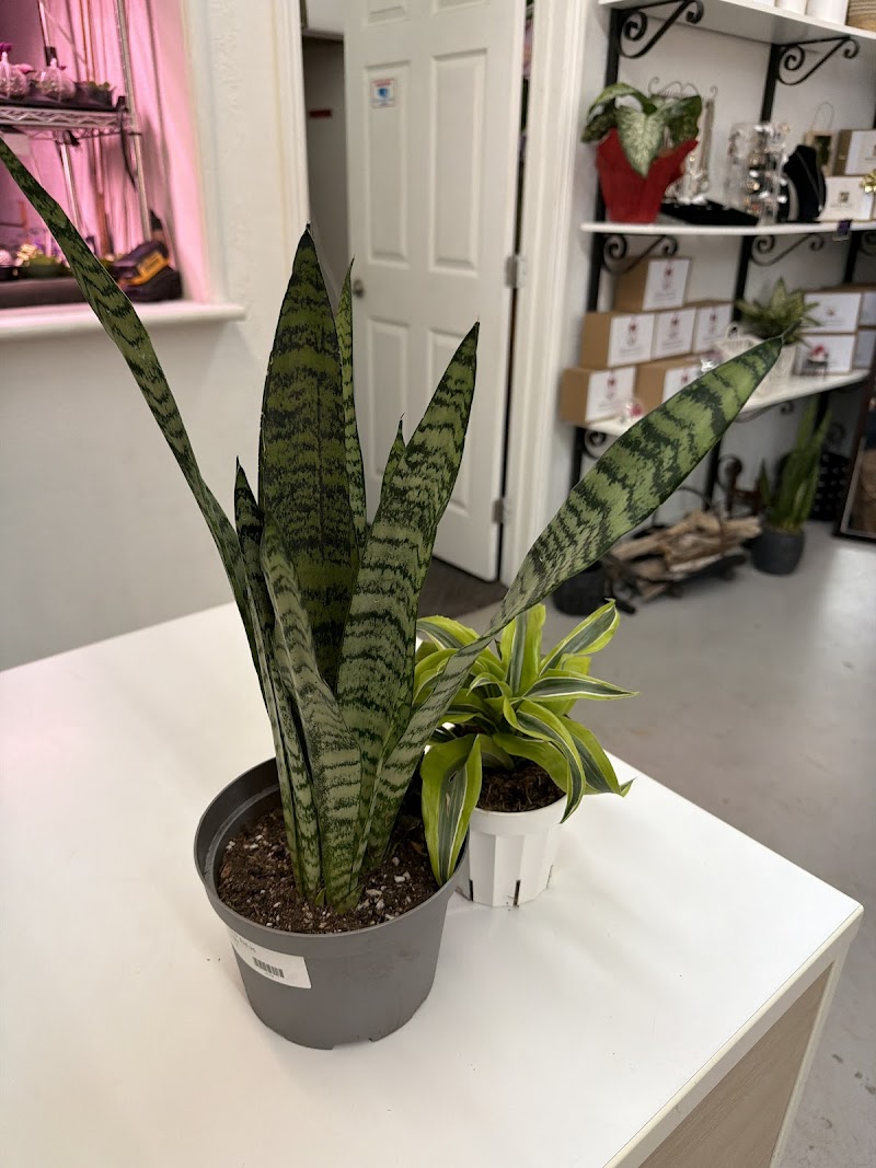 The Pilea Plant Shop photo 4