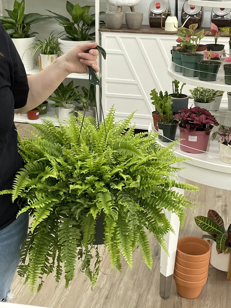 The Pilea Plant Shop photo 3