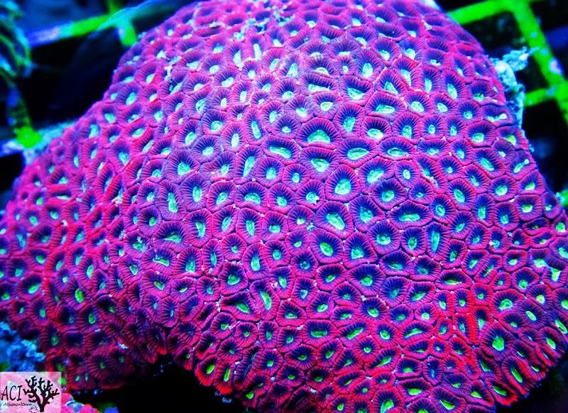 ACI Aquaculture Inc photo 4