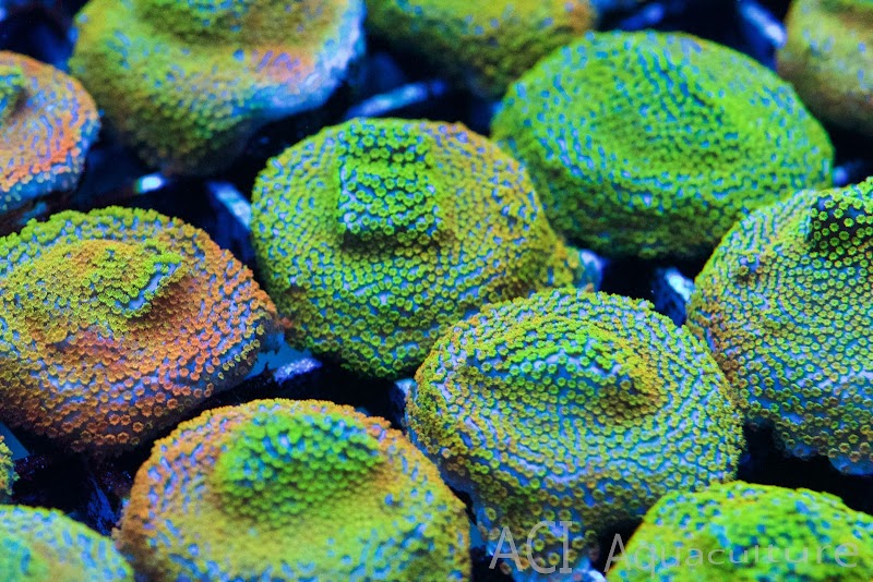 ACI Aquaculture Inc photo 3