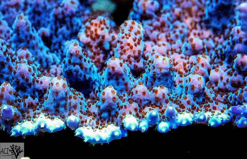 ACI Aquaculture Inc photo 5