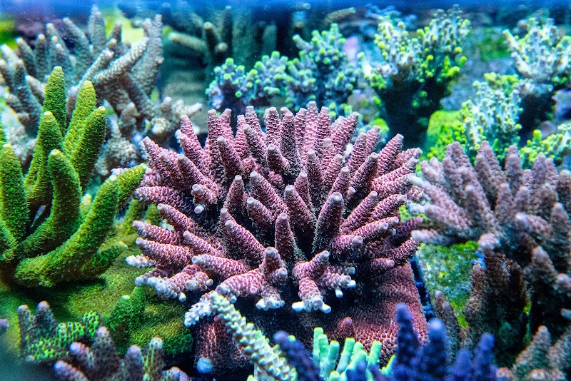 Photo of ACI Aquaculture Inc