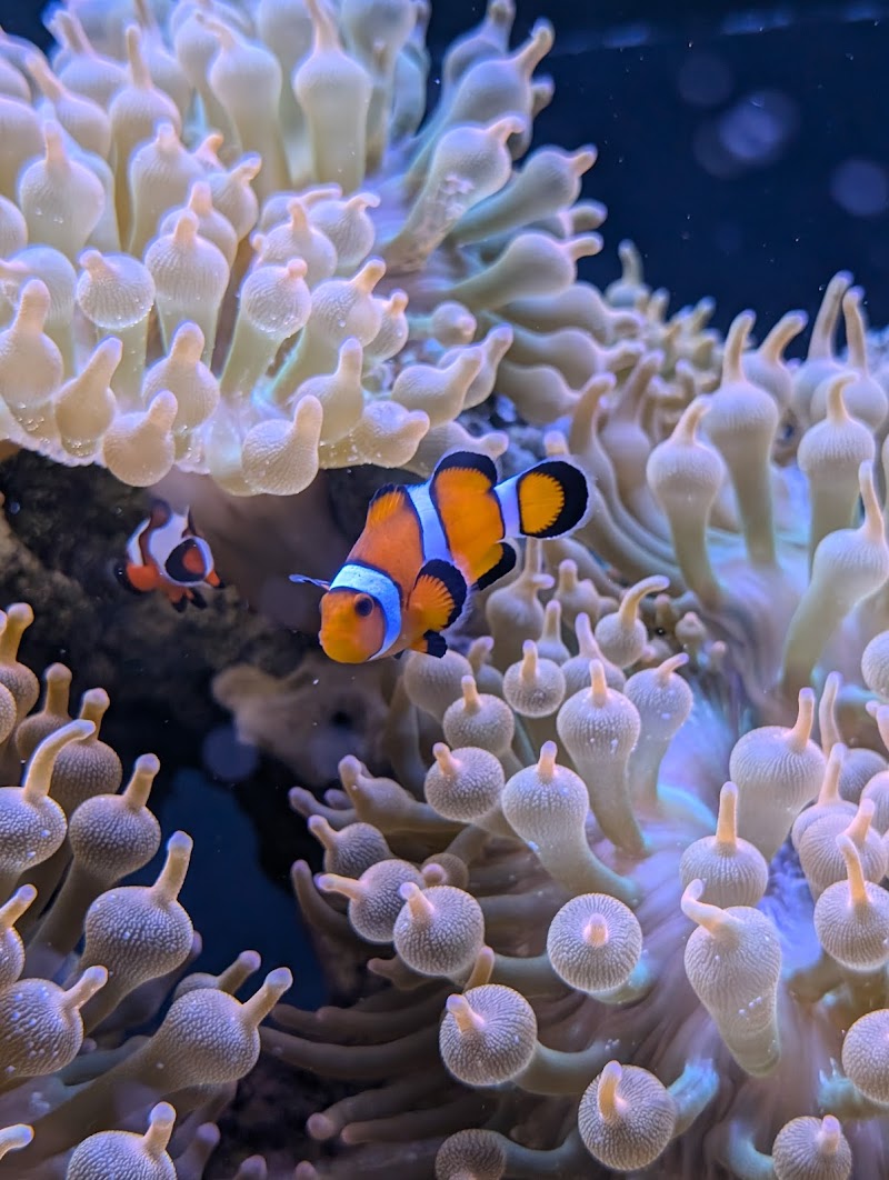 Daytona Aquarium & Rainforest Adventure photo 5