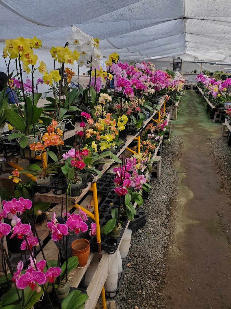 Photo of Flying Orchid