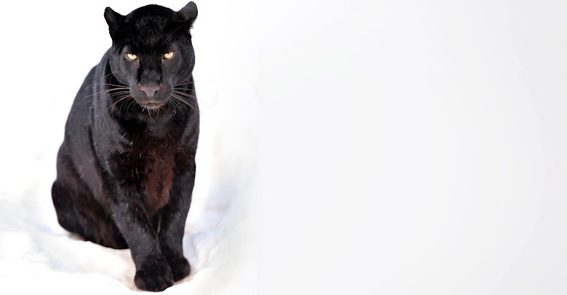 Photo of Delpuma Consulting Group