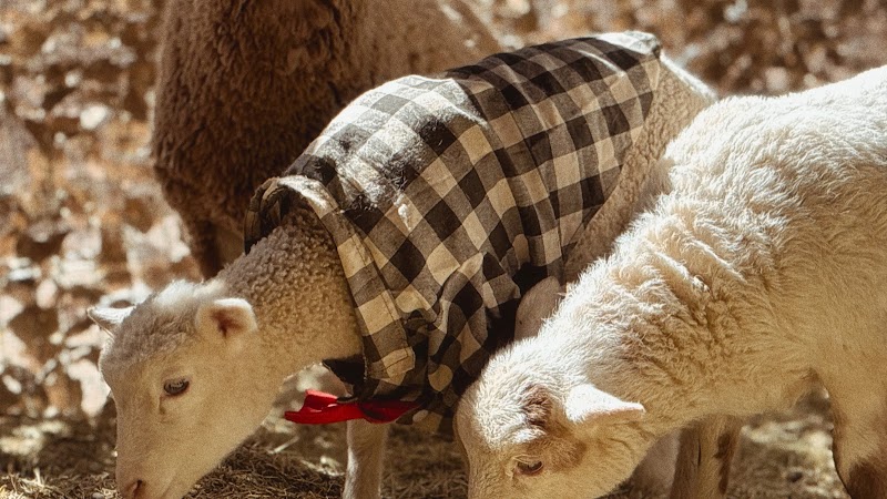 Photo of Sunny Haven Farm Animal Sanctuary