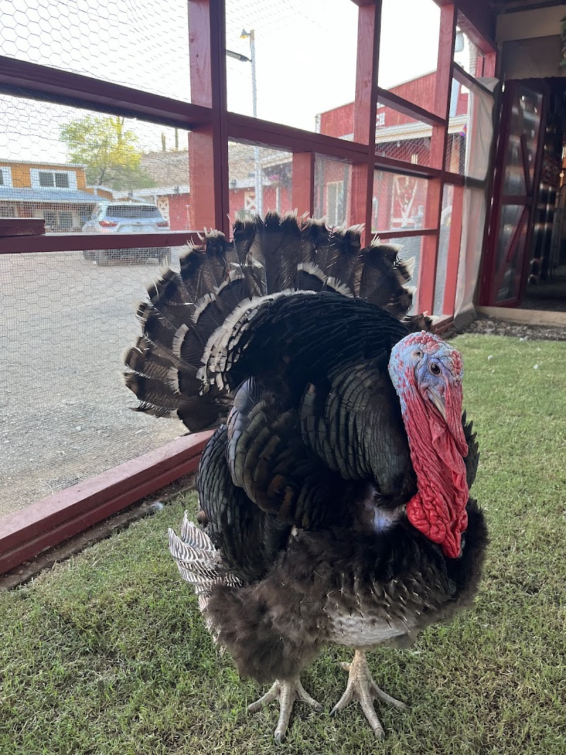 Sunny Haven Farm Animal Sanctuary photo 3