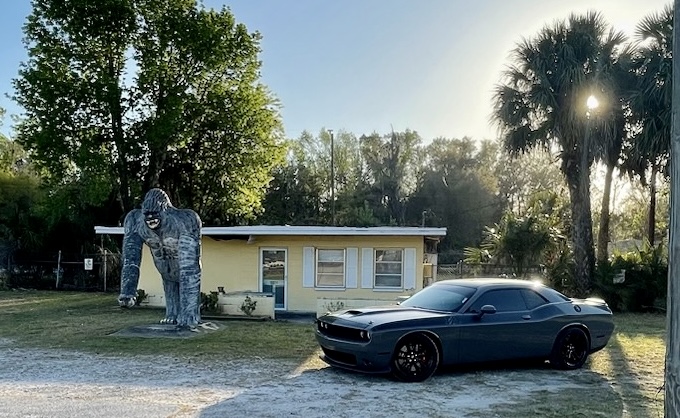 Crystal River Gorilla photo 2
