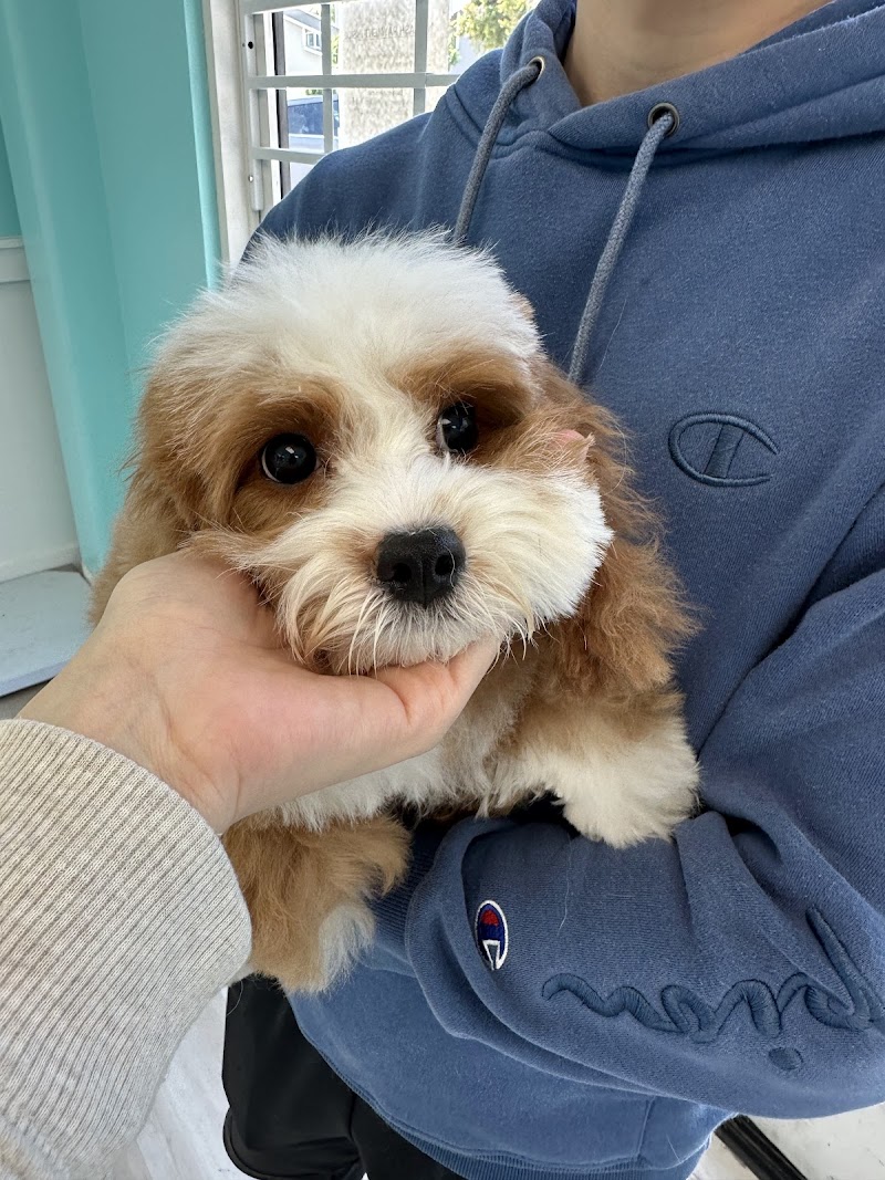 Furever Grooming photo 4