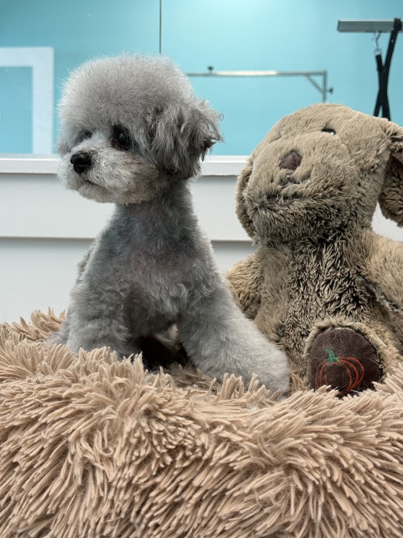 Furever Grooming photo 3
