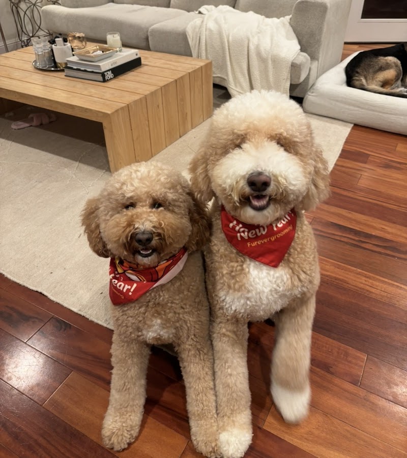 Furever Grooming photo 2