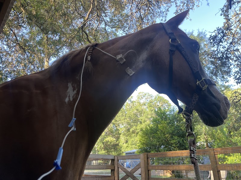 Blue Skies Equine Services Inc photo 4