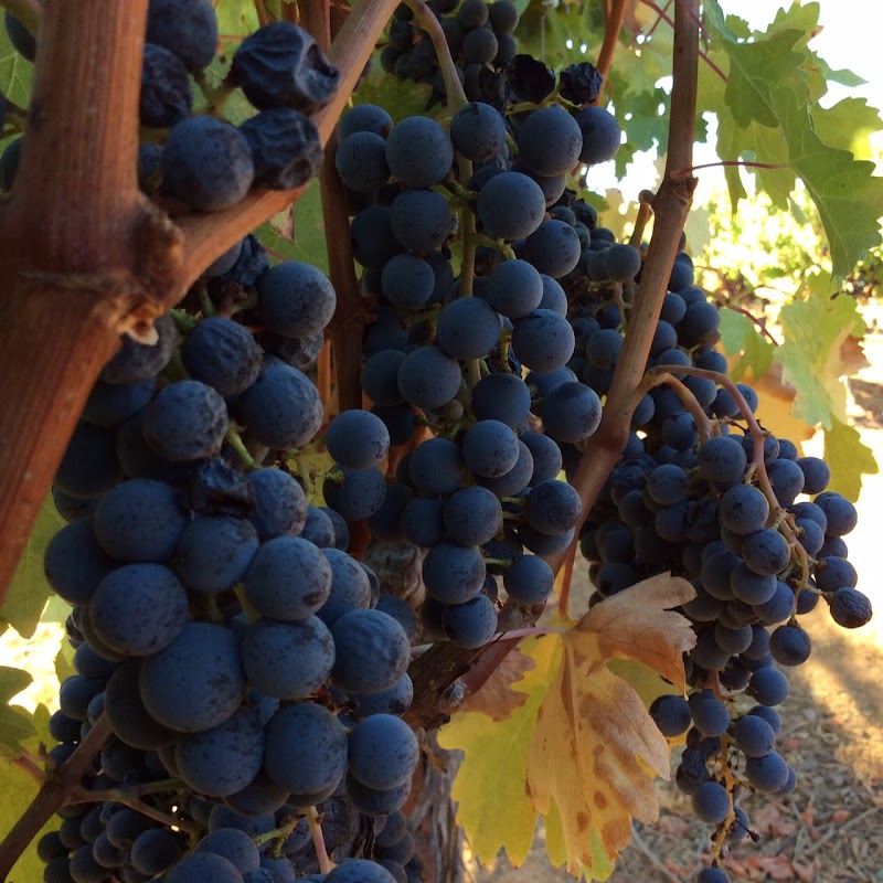 Smith Ranch Vineyard's photo 5