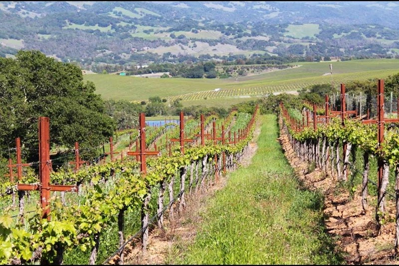 Smith Ranch Vineyard's photo 3
