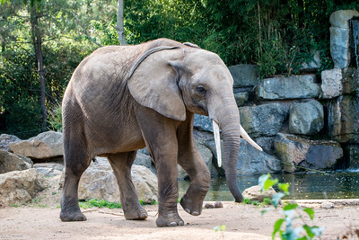Los Angeles Zoo photo 4