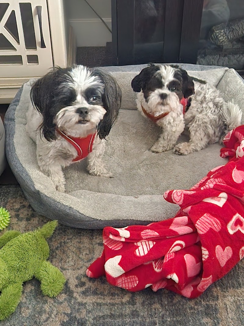 Tailored Tails Grooming | San Mateo & Belmont Dog Grooming photo 5