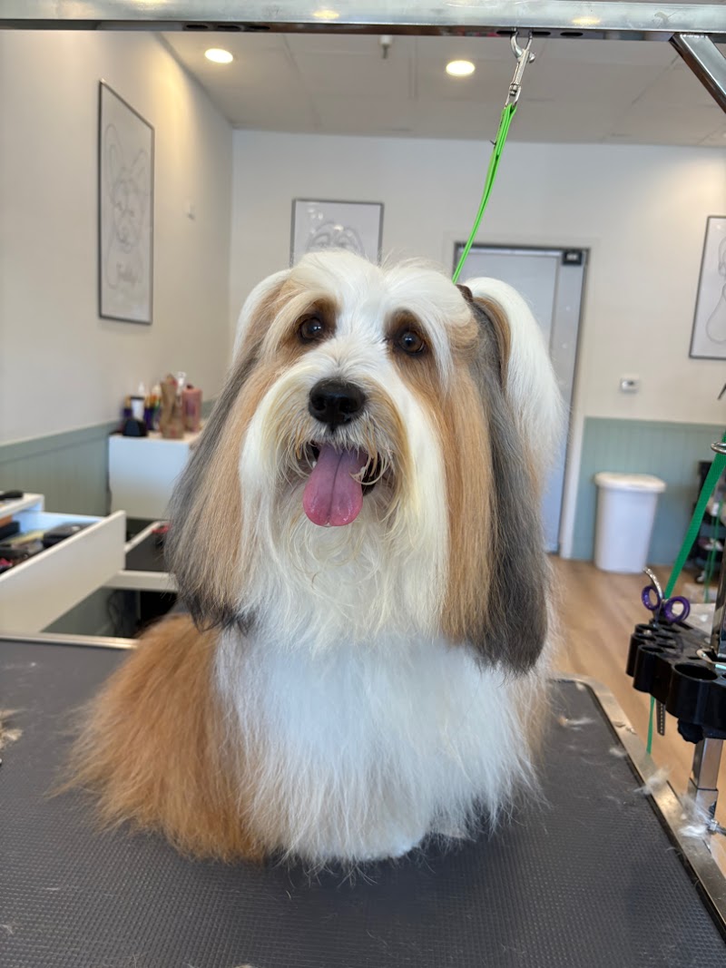 Tailored Tails Grooming | San Mateo & Belmont Dog Grooming photo 4