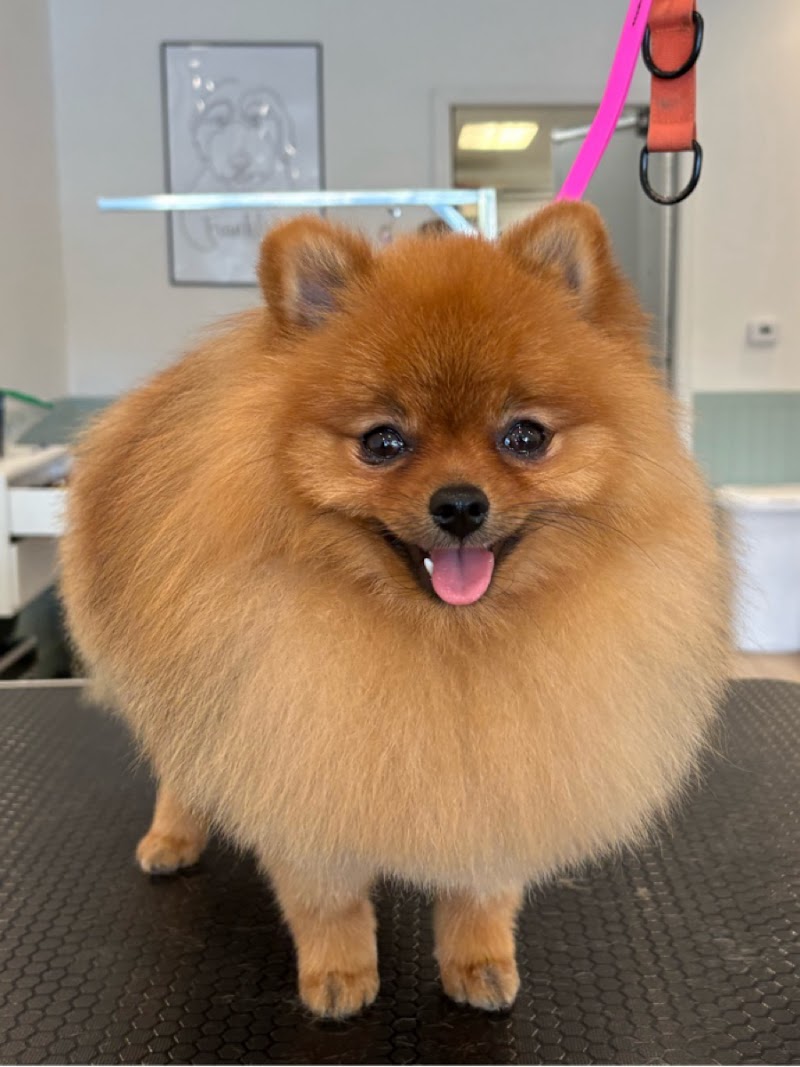 Tailored Tails Grooming | San Mateo & Belmont Dog Grooming photo 3