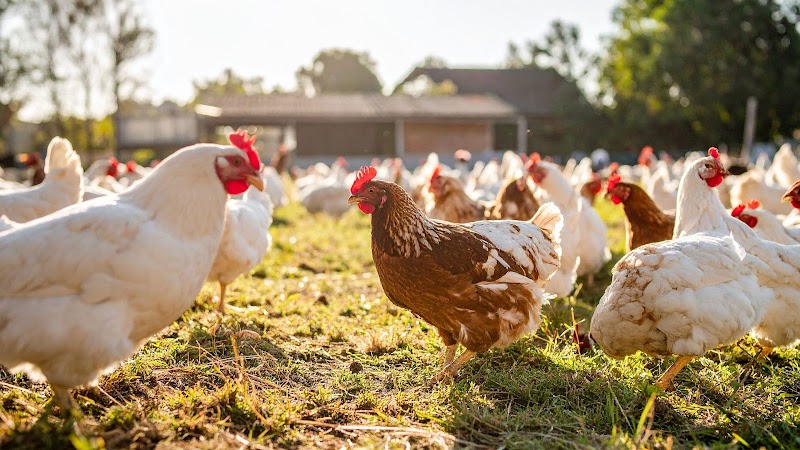 Photo of Charlie’s Chicks & Layers