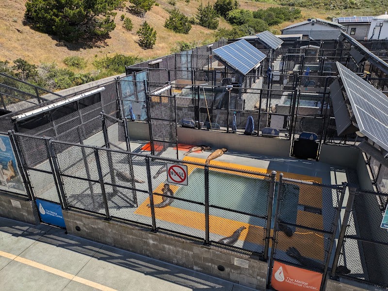 The Marine Mammal Center photo 4