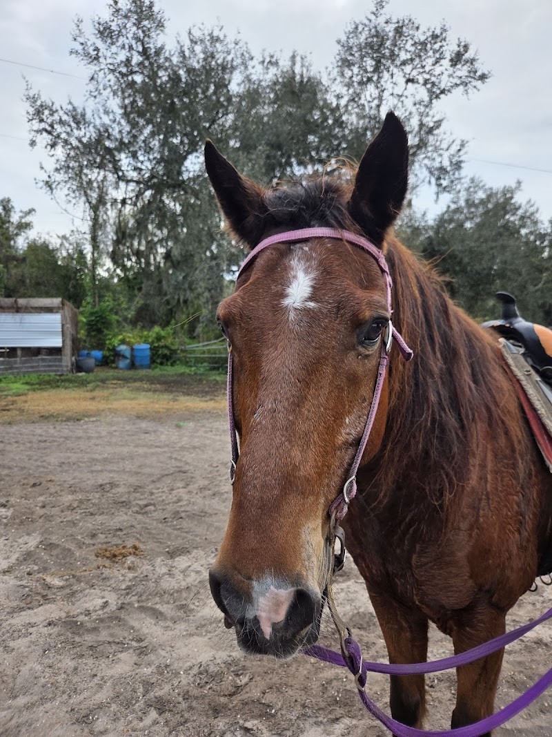 Turkey Creek Stables photo 4