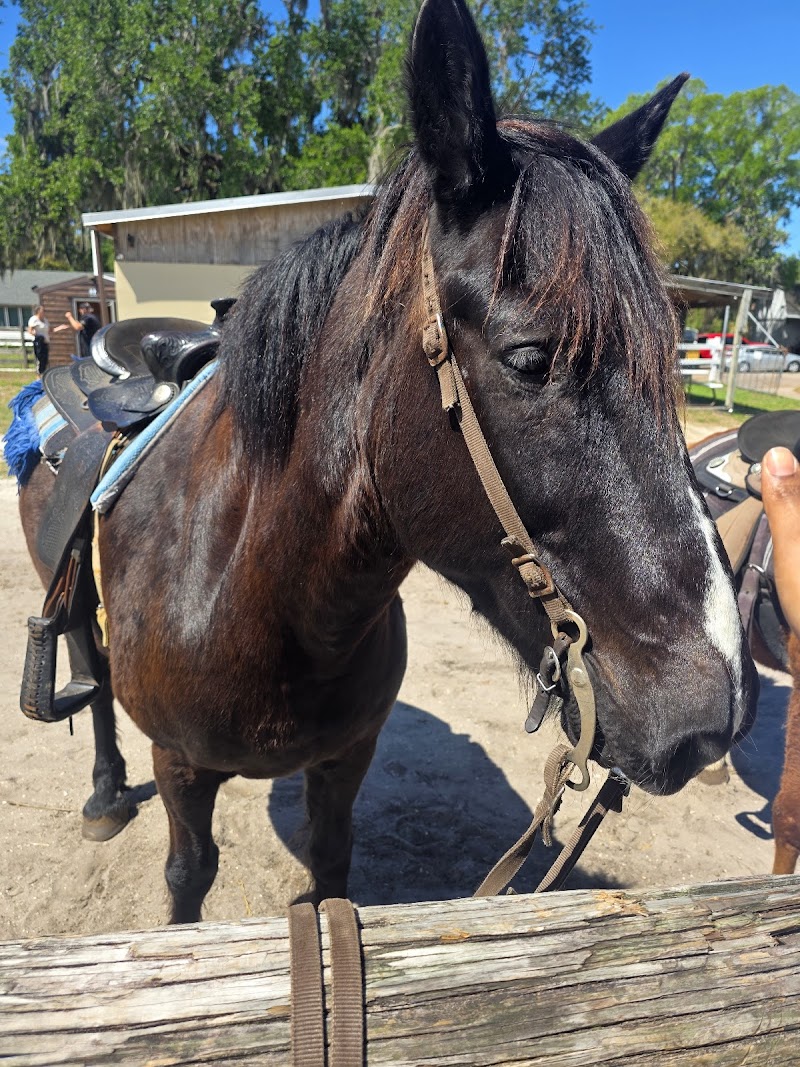 Turkey Creek Stables photo 3