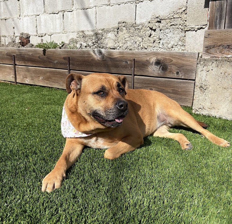 HAPPY PET SPAW photo 4