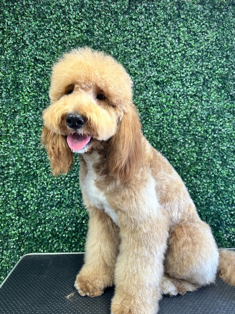 HAPPY PET SPAW photo 2