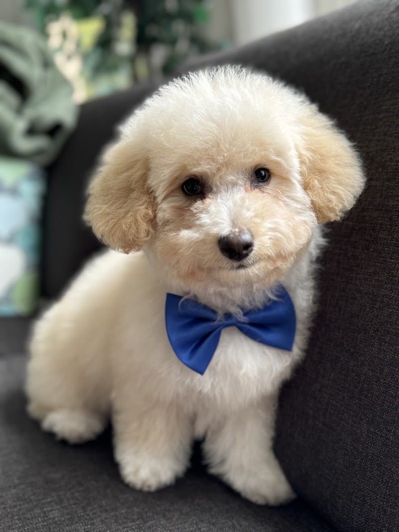 Photo of HAPPY PET SPAW
