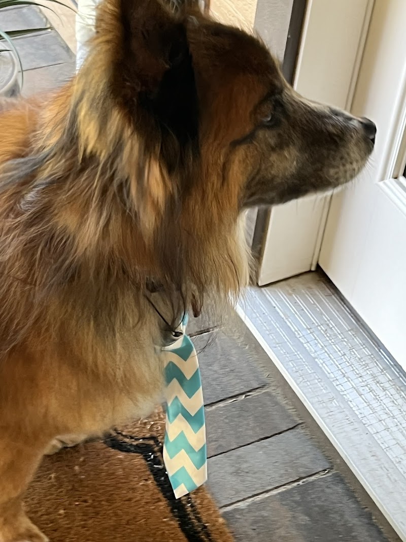 HAPPY PET SPAW photo 3