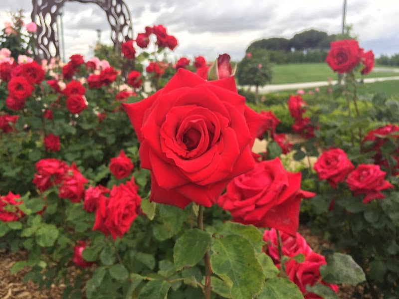 Photo of McCormick Family Community Rose Garden | Emerald Glen Park