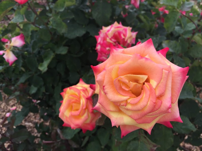 McCormick Family Community Rose Garden | Emerald Glen Park photo 3