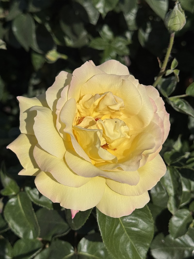 McCormick Family Community Rose Garden | Emerald Glen Park photo 4