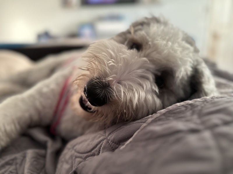 Elite Pet Watchers photo 3