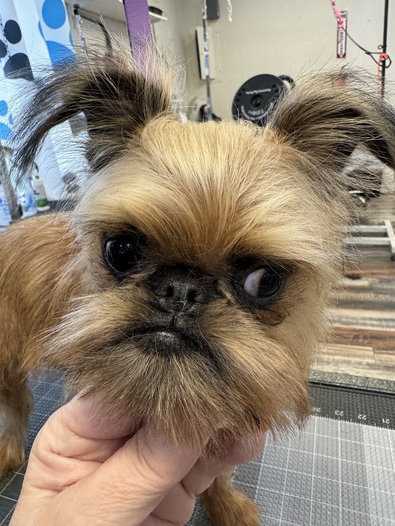 Wags Wash and Groom Salon photo 3