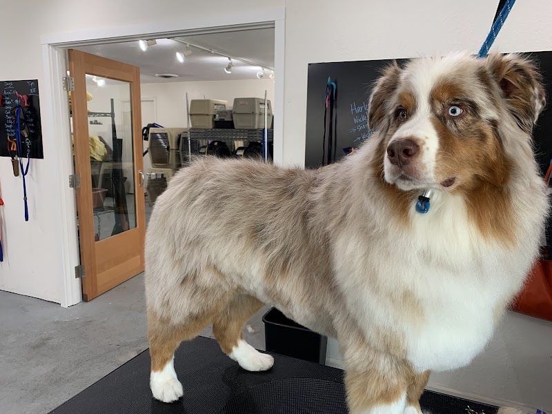 Wags Wash and Groom Salon photo 2