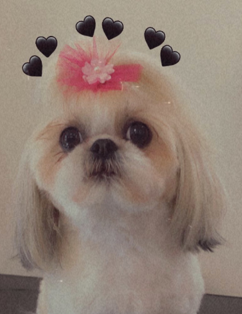 Wags Wash and Groom Salon photo 4