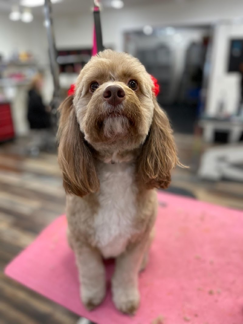 Photo of Wags Wash and Groom Salon