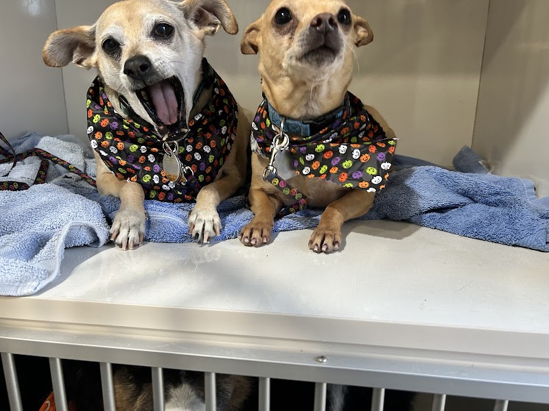Wags Wash and Groom Salon photo 5