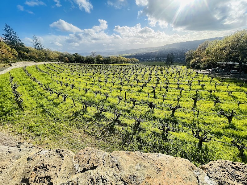 Hanzell Vineyards photo 2