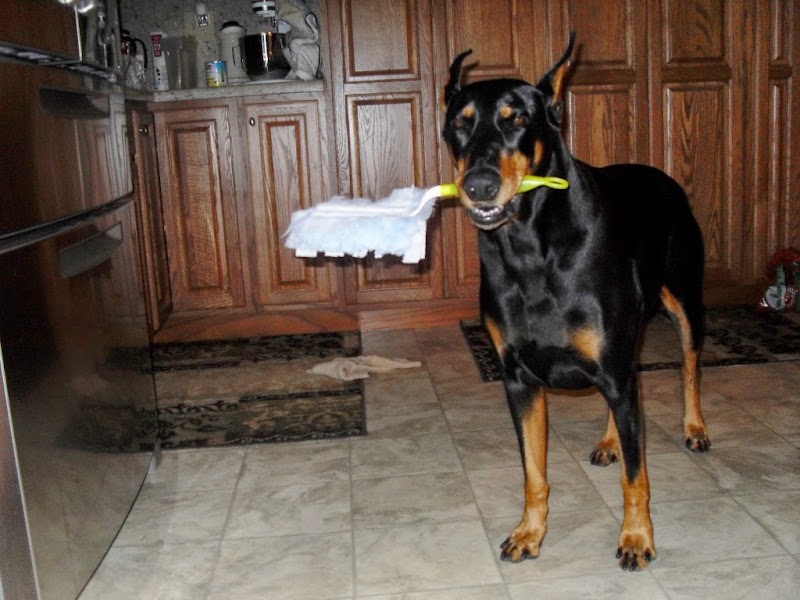 Township Animal Hospital photo 5
