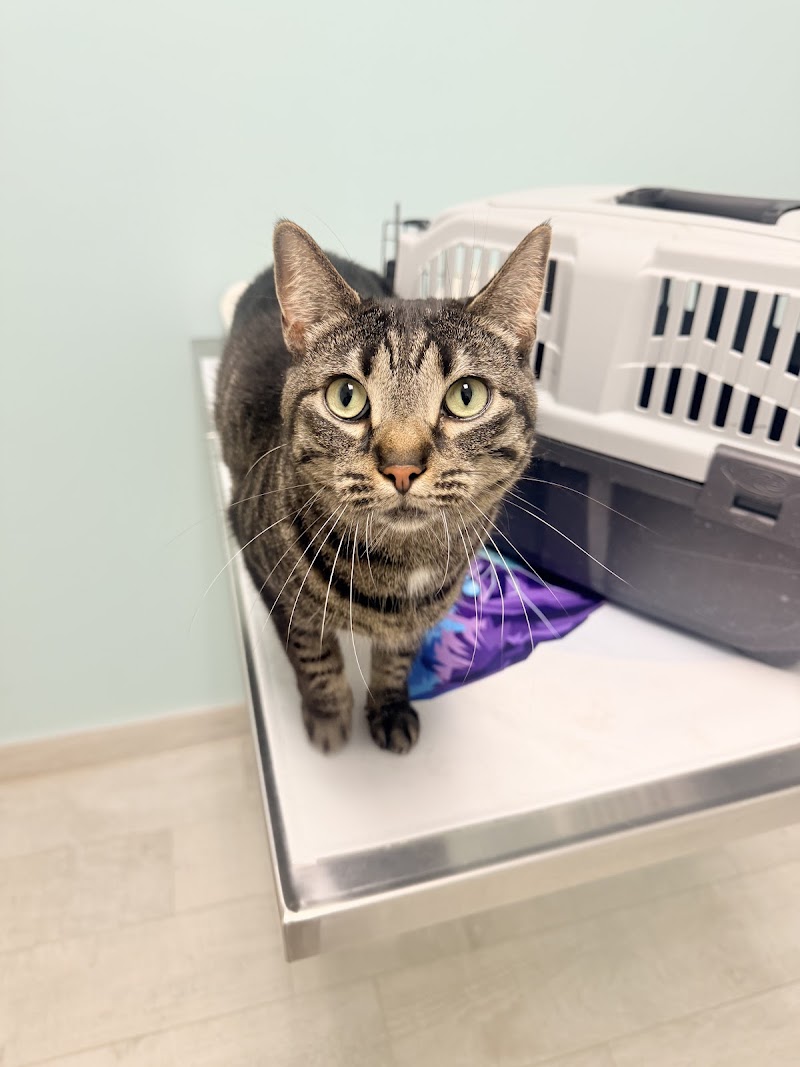 Paws Bay Animal Hospital photo 3