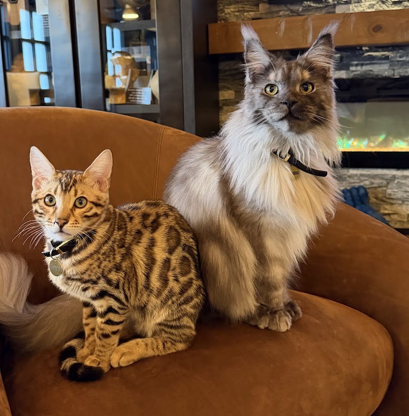 Maine Coon Manor Cat Cafe photo 4