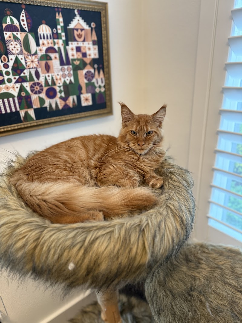 Maine Coon Manor Cat Cafe photo 5