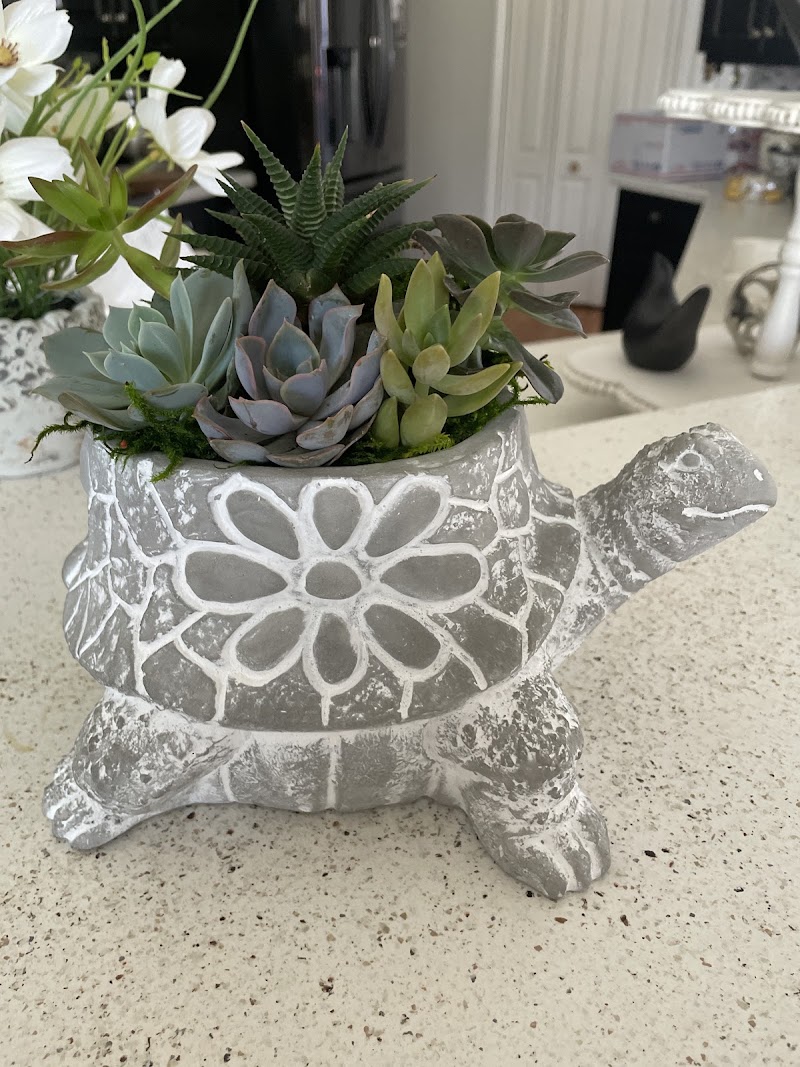 Succulent City photo 4